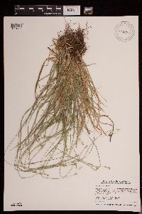 Carex deweyana image