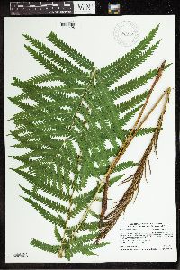 Matteuccia struthiopteris image