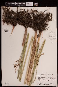 Schoenoplectus tabernaemontani image