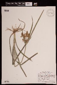Cyperus esculentus image