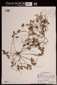 Cyperus erythrorhizos image