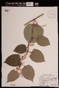 Fallopia japonica image