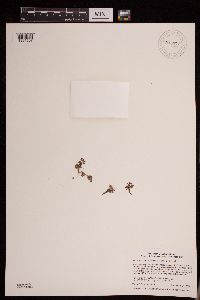 Azolla mexicana image