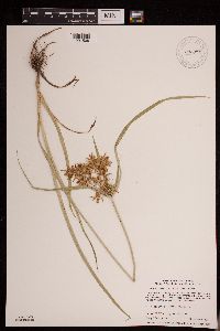 Cyperus esculentus image