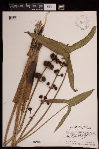 Sagittaria cuneata image