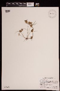 Cyperus erythrorhizos image