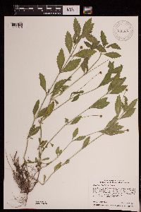 Image of Phyla lanceolata