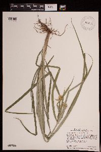 Cyperus esculentus image