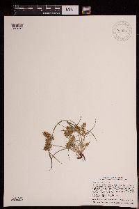 Cyperus erythrorhizos image