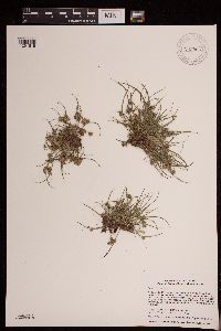 thumbnail image of current specimen