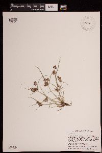 Cyperus diandrus image