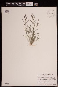Eragrostis pectinacea image