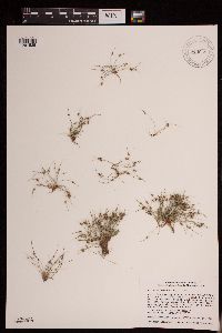 Lipocarpha micrantha image