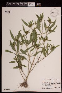 Bidens tripartita image