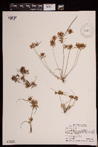 Cyperus erythrorhizos image