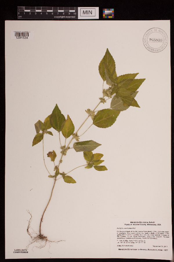 Acalypha rhomboidea image