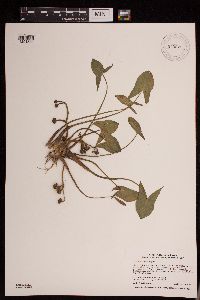 Sagittaria montevidensis image