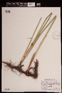 Schoenoplectus tabernaemontani image