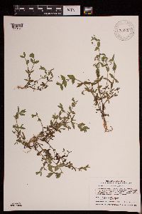 Lindernia dubia image