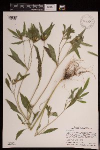 Bidens tripartita image