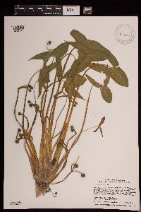 Sagittaria montevidensis image