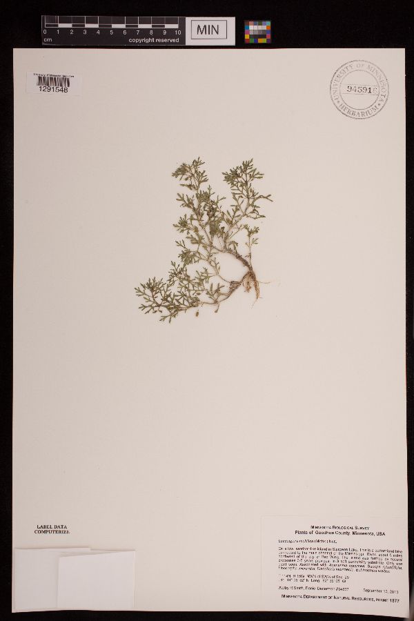 Leucospora multifida image