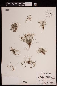 Lipocarpha micrantha image
