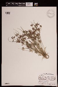 Cyperus diandrus image