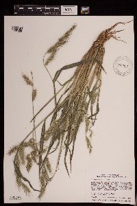 thumbnail image of current specimen