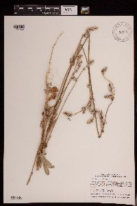 Froelichia floridana image