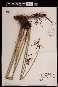 Schoenoplectus tabernaemontani image