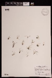 Lipocarpha micrantha image