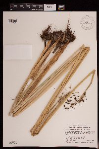 Schoenoplectus tabernaemontani image