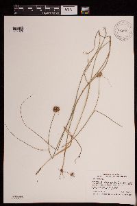 Juncus torreyi image