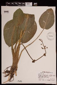 Sagittaria rigida image