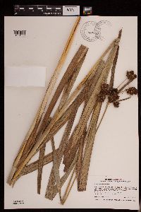 Scirpus atrovirens image