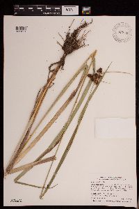 Scirpus atrovirens image