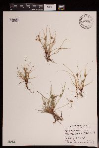 Cyperus squarrosus image