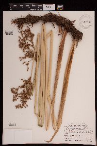 Schoenoplectus tabernaemontani image
