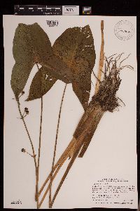 Sagittaria latifolia image