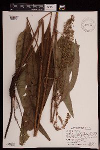 Rumex britannica image