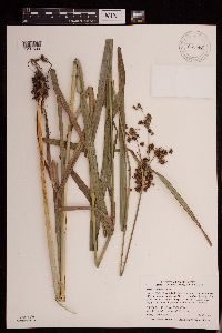 Scirpus atrovirens image