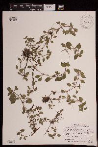 thumbnail image of current specimen