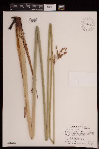 Schoenoplectus heterochaetus image