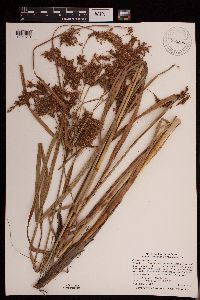 Scirpus pedicellatus image