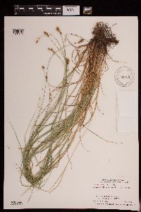 Carex molesta image