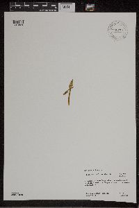 Botrychium michiganense image