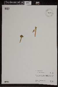 Botrychium michiganense image