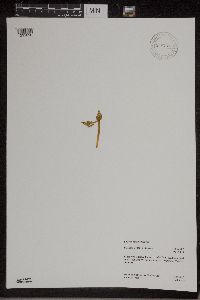 Botrychium michiganense image