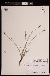 Sisyrinchium campestre image